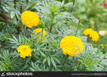 Yellow marigold flowers. Trees planted marigold yellow in the garden.