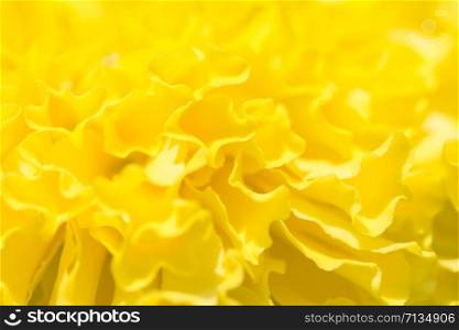 Yellow marigold petals background