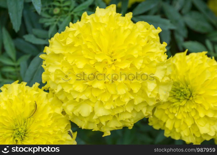 Yellow marigolds flower in the garden.