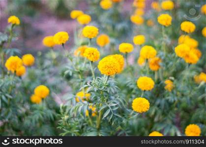 Yellow Marigolds Flower in the Garden, soft focus.