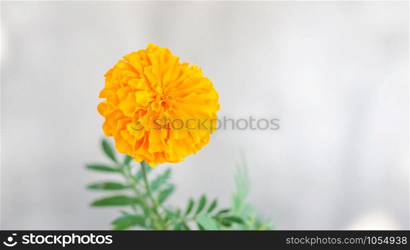 Yellow marigolds flower on a gray background.
