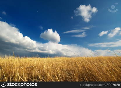 Yellow meadow. Composition of nature.