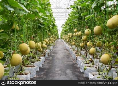 yellow melon on field in greenhouse.