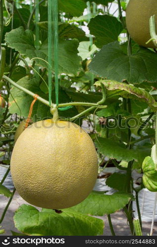 yellow melon on field in greenhouse.