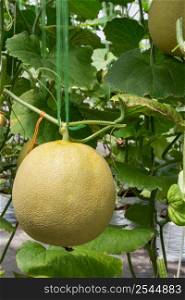 yellow melon on field in greenhouse.