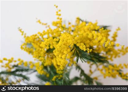 Yellow mimosa flowers close up