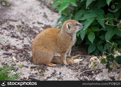 Yellow Mongoose (Latin Name: Cynictis penicillata) sitting on the ground.