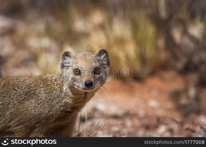 Yellow mongoose portrait isolated in natural background in Kgalagadi transfrontier park, South Africa; specie Cynictis penicillata family of Herpestidae. Yellow mongoose in Kgalagadi transfrontier park, South Africa