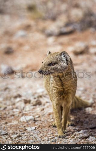 Yellow mongoose seated front view in Kgalagadi transfrontier park, South Africa; specie Cynictis penicillata family of Herpestidae. Yellow mongoose in Kgalagadi transfrontier park, South Africa