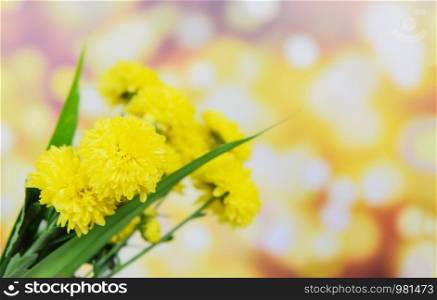 Yellow mum flowers spring summer on yellow bokeh blur background