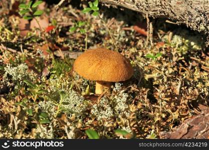 yellow mushrooms
