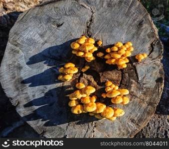 Yellow mushrooms on the log&rsquo;s butt-end surface