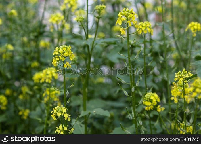 Yellow Mustard Flowers and Plants Cultivation