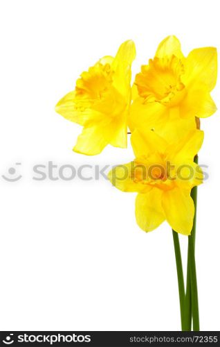 Yellow narcissi isolated over the white background with copyspace