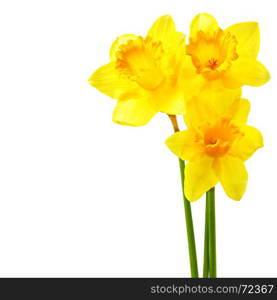 Yellow narcissi isolated over the white background with copyspace