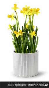 Yellow narcissus bunch with fresh green leaves in white ceramic pot