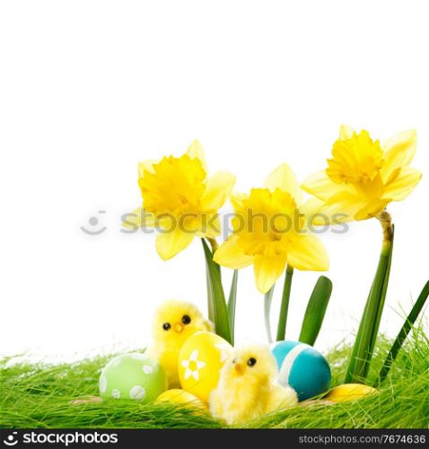 Yellow narcissus Flowers and easter eggs on spring grass background. Yellow Flowers and easter eggs