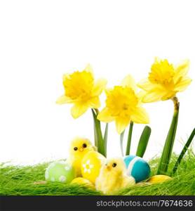 Yellow narcissus Flowers and easter eggs on spring grass background. Yellow Flowers and easter eggs