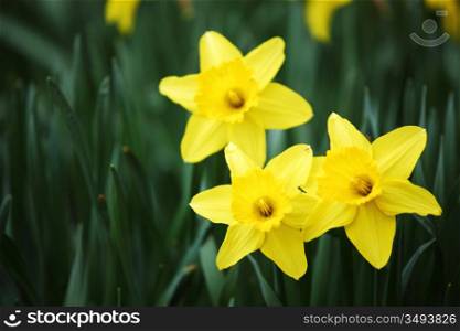 yellow narcissus in green grass
