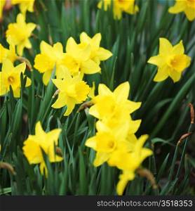 yellow narcissus in green grass