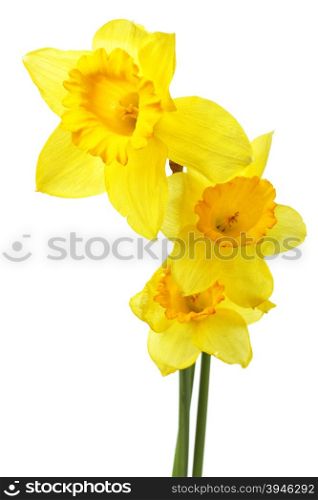 Yellow narcissus isolated over the white background