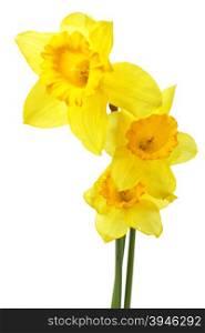 Yellow narcissus isolated over the white background