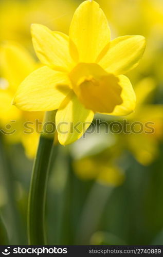 yellow narcissus on a green grass