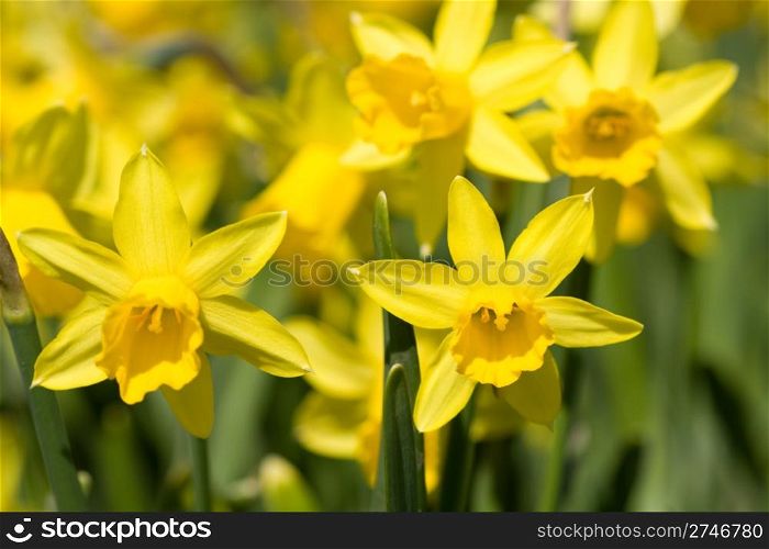 yellow narcissus on a green grass