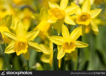 yellow narcissus on a green grass
