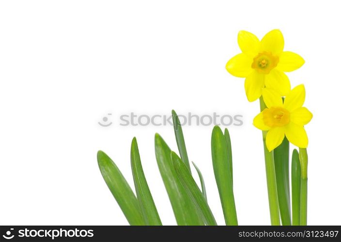 Yellow narcissus on a white background