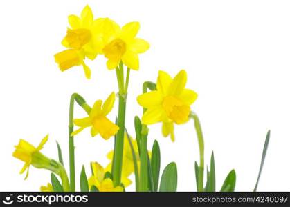 Yellow narcissus on a white background