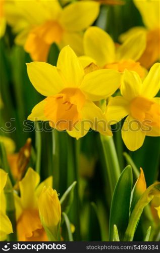 Yellow narcissus spring flowers