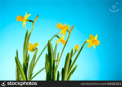 Yellow narcissus spring flowers on blue background