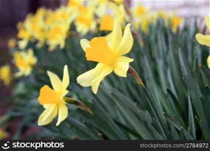 yellow narcissuses in town garden