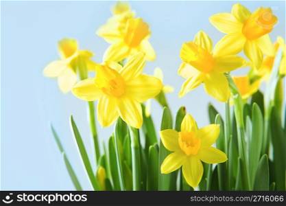 Yellow narcissuses over blue background
