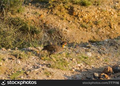 Yellow-necked Francolin Pternistis leucoscepus spurfowl on the dry grass of the Brown-ground Samburu National Reserve Kenya East Africa side profile