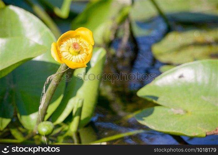 Yellow Nuphar Lutea in the Dnieper river under the warm summer sun