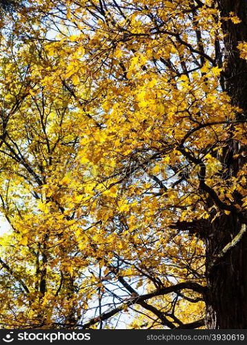 yellow oak branches illuminated by sunlight in autumn forest