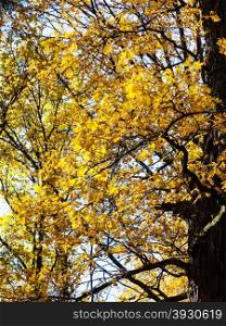 yellow oak branches illuminated by sunlight in autumn forest
