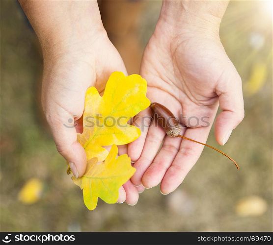 yellow oak leaf and acorn in female hands, top view