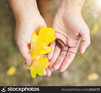 yellow oak leaf and acorn in female hands, top view