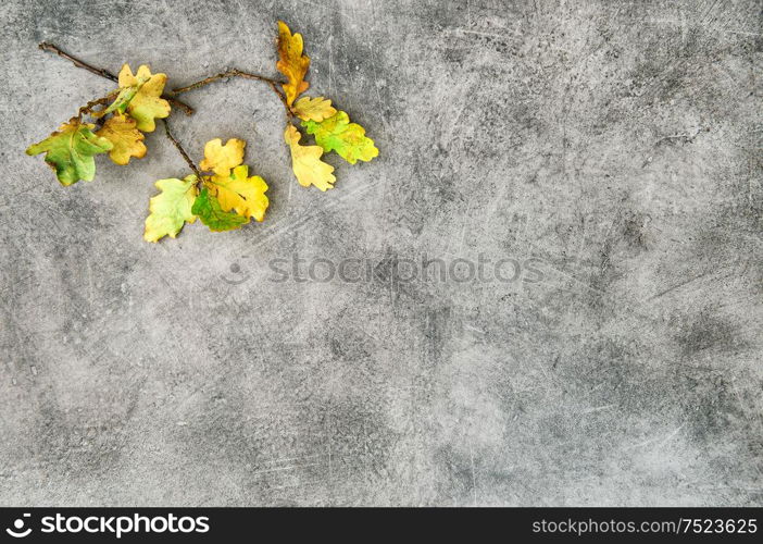 Yellow oak leaves on grey stone texture. Autumn minimal background