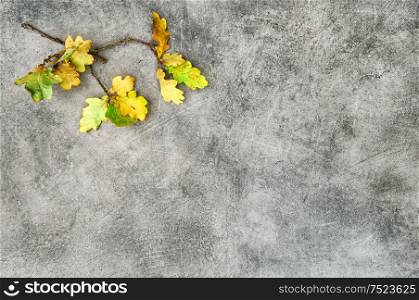 Yellow oak leaves on grey stone texture. Autumn minimal background