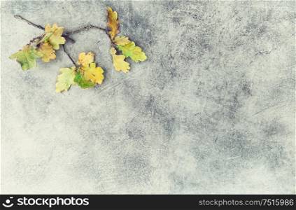 Yellow oak leaves on stone texture. Autumn background