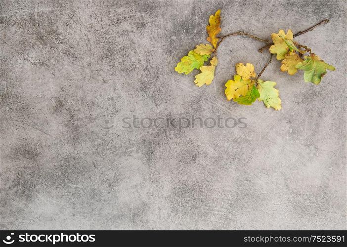 Yellow oak leaves over stone texture. Autumn background. Minimal concept