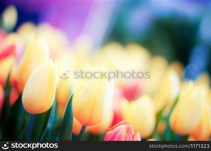 Yellow of tulip with colorful in the winter.