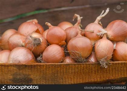 Yellow onion in the wooden box on the table. Lot of onions in crate.