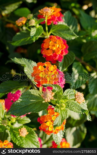 Yellow, orange and pink lantana flowers on a soft focus green background.