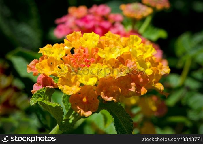 Yellow, orange and pink lantana flowers on a soft focus green background.