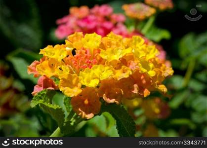 Yellow, orange and pink lantana flowers on a soft focus green background.
